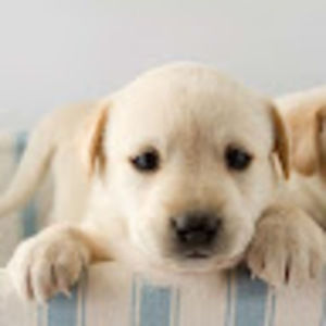 Meet your Posher, Gabrielle